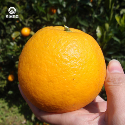 希源 秭归伦晚脐橙 夏橙 精选大果 新鲜水果 5斤